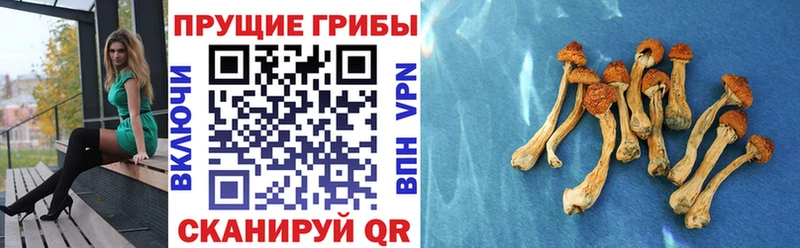 Купить закладки  Нижнеудинск  Галлюциногенные грибы мицелий 